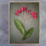 Foraged 3 Art Print - A1 Framed Canvas With Natural Wood Frame