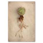 Succulent Study 6 Art Print - A4 No Frame Print Only
