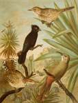 DIE Nordamerikanische Vogelwelt 3 Art Print - A1