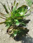 Aeonium Arboreum 4 Litres