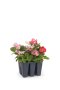 Begonia Rl Eris 6 Pack