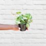 Philodendron Brasil - MINI - In Black Pippin Planter