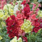 Antirrhinum Snapdragon Madame Butterfly Mix Seed - 100 Raw Seed