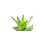 Aloe Vera Liquid-gel - 1KG