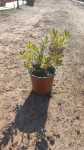 Hebe Carnea Varigata 17CM