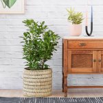 Ficus - Moclame - Large - In Fundo Palm Leaf Basket