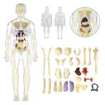 Sufeasdf 3D Human Body Anatomy Model For Kids 8-12 Transparent Skeleton Diy Toy Educational Science Kit With Removable Parts