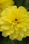 Zinnia Zahara Double Yellow Seed - 10 Raw Seed