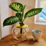 Fishbowl With Dieffenbachia Exotica – 15CM
