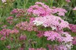 Achillea Hybrida Apple Blossom 19CM Pot
