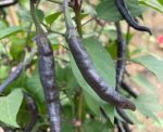Gherkins 300G M