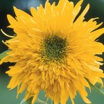 Helianthus Double Quick Orange F1 - 10000 Raw Seed