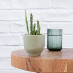 Pickle Plant - In Olive Green Calandiva Planter