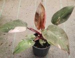 Philodendron Pink Princess 14CM Pot