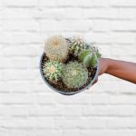 Cactus Variety Mix - 15CM Nursery Pot