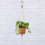 Golden Pothos - In 17CM Azalea Terracotta With Colour Pop Macrame Mustard & Olive