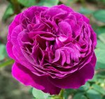 Purple Lodge Panarosa Rose 5LT