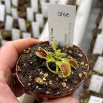 Venus Fly Trap 'gargoyle.' Special Import. - Dormant Plant. 12CM Plastic Container.