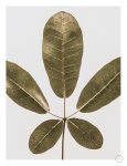 Autumn Leaf Art Print - A2
