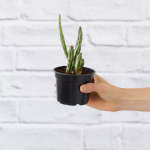 Pickle Plant - 17CM Nursery Pot 5 Stem