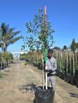 Syzygium Guineense 125LT