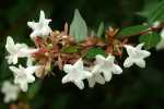 Abelia Grandiflora 12CM Pot