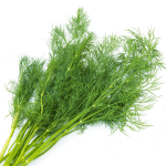 Sweet Fennel Essential Oil 20ML