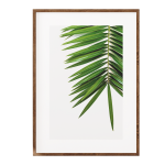 African Wild Date Palm II - A3