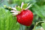 Ripe Strawberry Concentrate S supa - 10ML