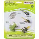 Safariology Life Cycle Of A Frog
