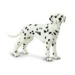 Dalmatian By