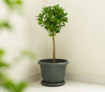 Villa Pot NO:8 14LT 25CM Ant.
