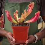 Trumpet Pitcher Sarracenia Amahle - Medium To Large Plant. 12CM Plastic Container.