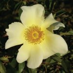 Mermaid Climbing Rose 5LT