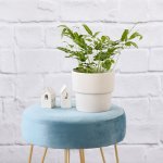 Cretan Brake Fern - In Flo Planter