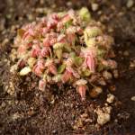 Cephalotus Albany Pitcher Plant - 'diflora Giant' In 9CM Plastic Container