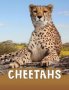 Cheetahs   Paperback