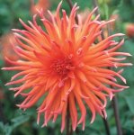 Dahlia Cactus – “colour Spectacle” Bulbs