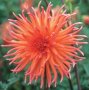 Dahlia Cactus – “colour Spectacle” Bulbs