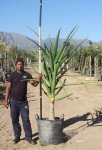 Aloe Barberae 100LT