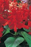 Salvia Vista Red Seed - 500 Raw Seed