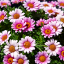 Argyranthemum 'lollies' Tm Marshmallow 15CM Pot