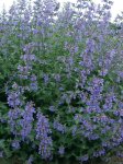 Nepeta X Faassenii “six Hills Giant” 15CM Pot