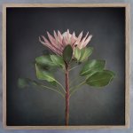 King On Gray Square 1 Art Print - 100 X 100CM Framed Canvas With Natural Wood Frame