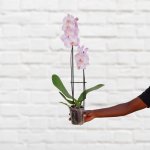 Moth Orchid - Patterned White - 12CM Nursery Pot 2 Stems