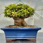 Portulacaria Afra "spekboom" - PL01 250MM L X 230MM D X 240MM H