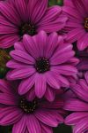 Osteospermum Akila Purple Seed - 100 Raw Seed
