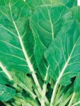 Rape English Giant Essex Seed - 100 G Raw Seed