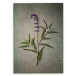 Foraged 4 Art Print - A3 No Frame Print Only