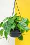 Heart Leaf Philodendron - Green / 20CM Hanging Basket